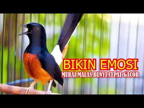 100% PANCINGAN murai batu gacor AMPUH MENJADIKAN murai batu agar cepat bunyi NYAUT