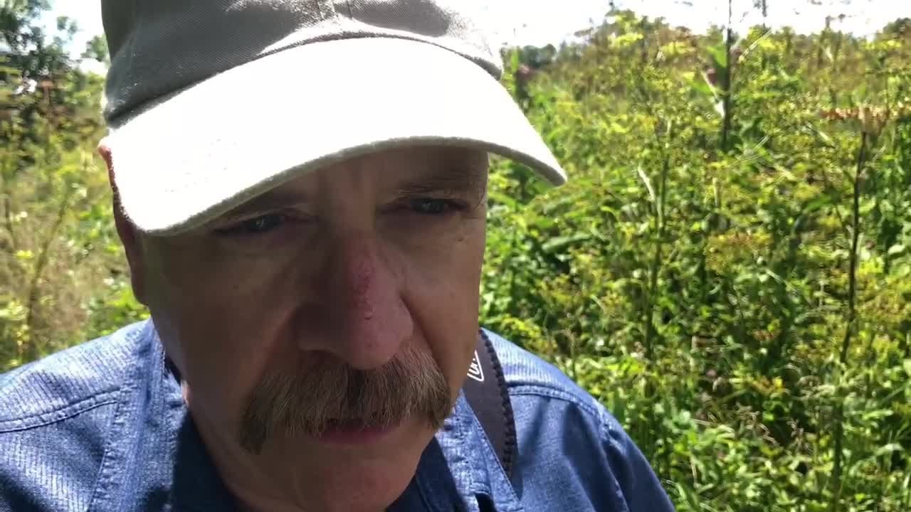 Poisonous, deadly weeds blooming in central Ohio.