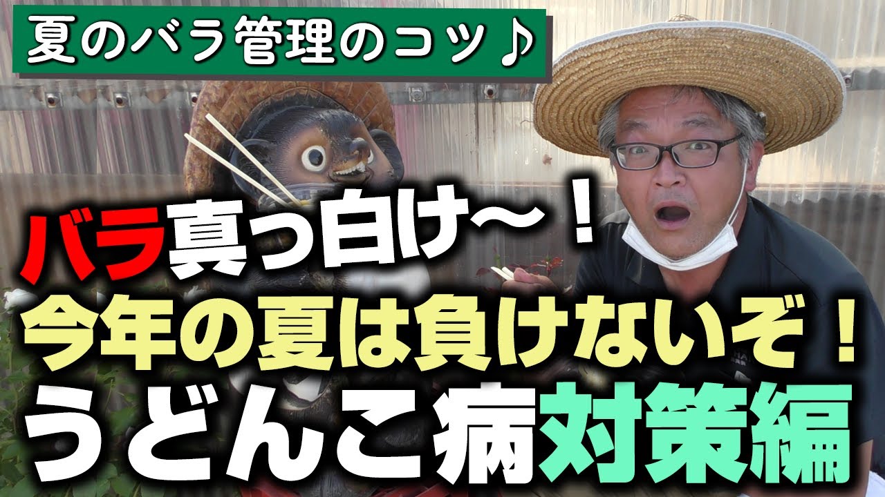 バラの育て方 夏のバラ管理のコツ バラ真っ白け 今年の夏は負けないぞ うどんこ病対策編 22年6月3日 Youtube
