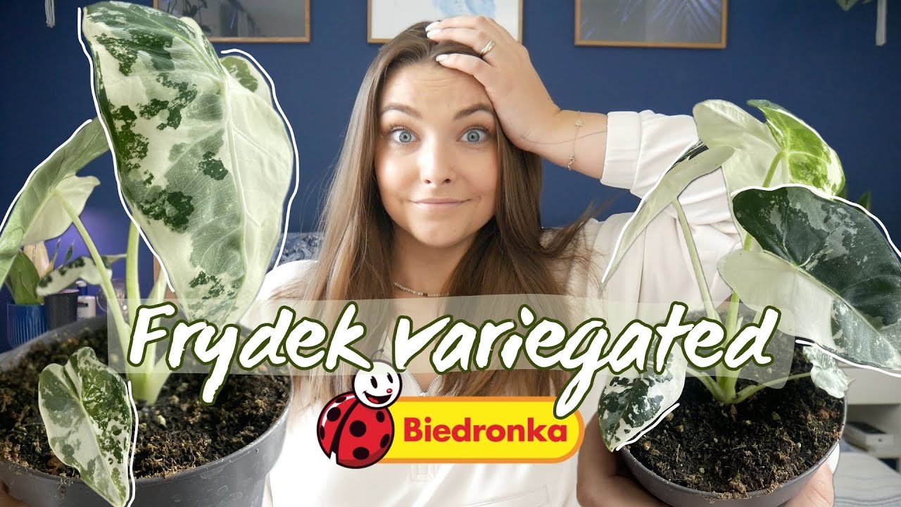 FRYDEK VARIEGATA w Biedronce! – co będzie następne?!