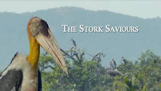 Watch The Stork Saviours Trailer