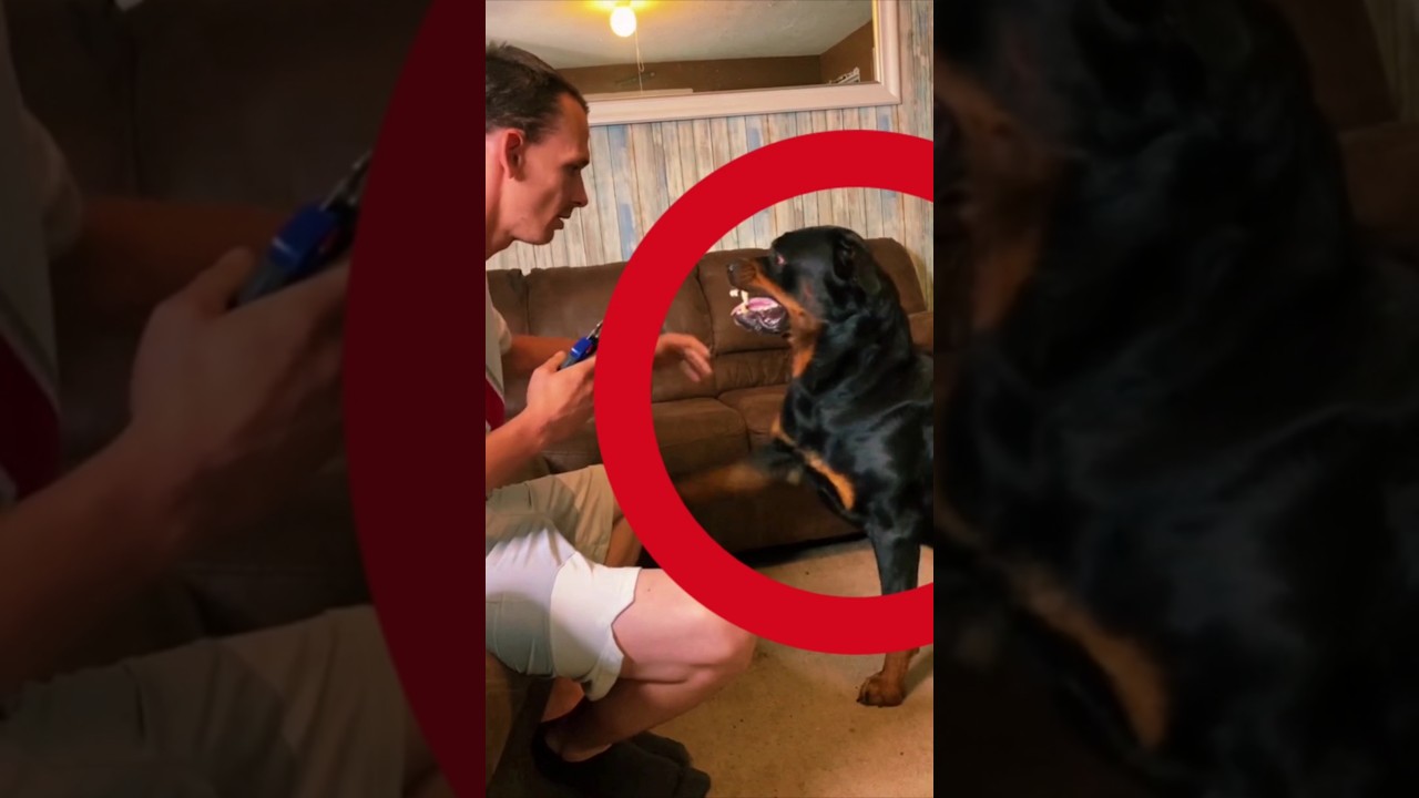 Dog Attacks Owner... Then Regrets It!