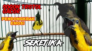 Download Lagu AMPUH ‼️ SOGON TROTOL PENDONGKRAK EMOSI || SEKETIKA SEMUA SOGON IKUT EMOSI \u0026 GACOR #sogon MP3