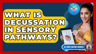 What Is Decussation In Sensory Pathways? - All About Anatomy Answers