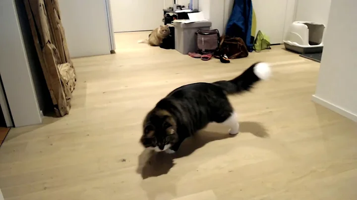 Video 359141: siberian cat enjoying, siberian cat playing, cat toy