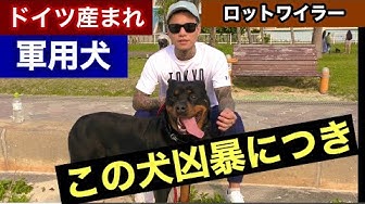 ロットワイラー Youtube