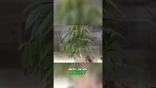 How to Clone and Trim Your Plants | Beginner Plant Propagation Tutorial