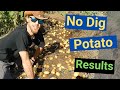 No Dig Potatoes!! See what happens when you plant potatoes on top of soil.Very surprising results!