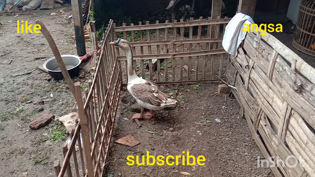 angsa 