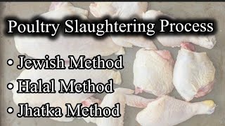 Poultry slaughtering process | Jewish, Halal, Jhatka Method of slaughtering