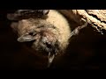 Bat Disease, Watching for Whitenose - Texas Parks & Wildlife [Official]