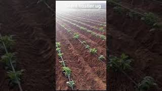 How drip irrigation is done on Irish Potatoes chipinge #silenthustlerug #zimbabwe #agriculture