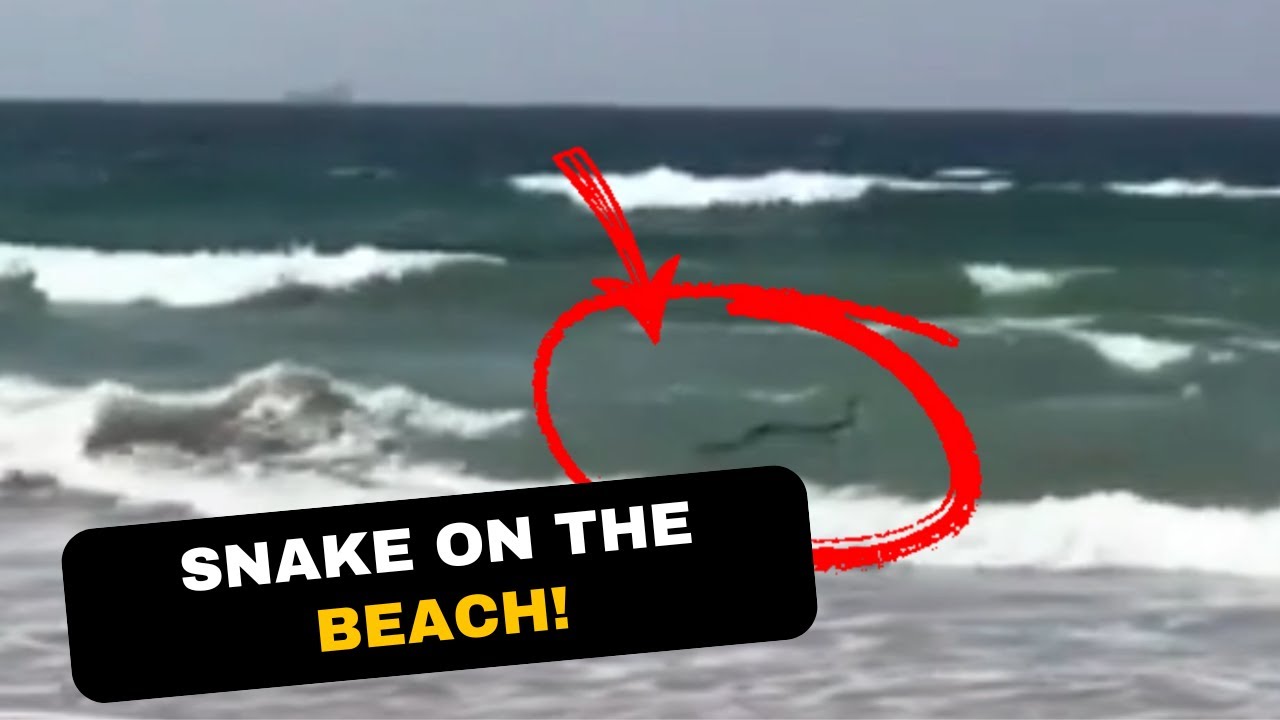 Dangerous Snake Seen on the Beach!