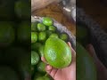 AVOKA UBUKUNGU BWANGE #agricultureopportunities #agribusiness #agroinvestment #farming