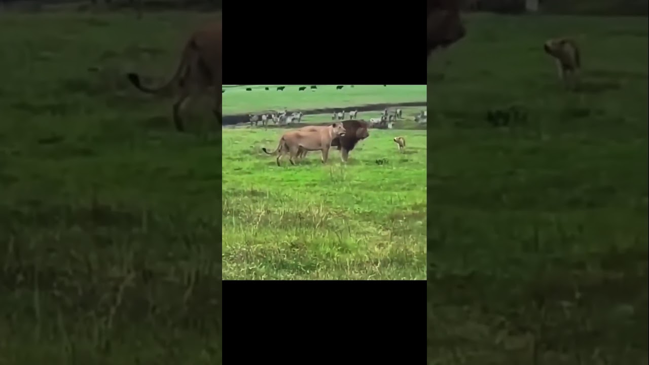 WTF is wrong with him