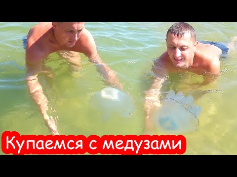 Видео: Вы бы плавали в этом озере, полном медуз? Сеть Матадор