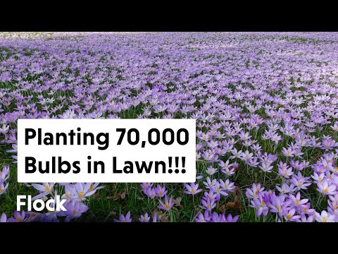 Vídeo: Naturalizing Flowers - Informações sobre a naturalização de bulbos em paisagens