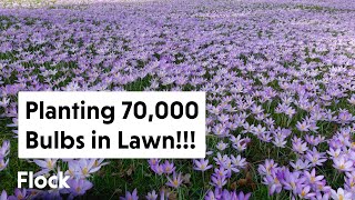 We Planted 70,000+ BULBS in Our Lawn!!! - Ep. 059
