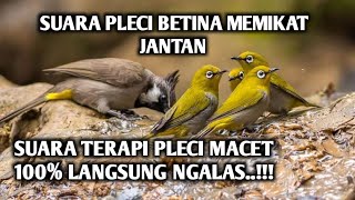 SUARA BURUNG PLECI BETINA MEMANGGIL JANTAN DI ALAM LIAR |SUARA TERAPI BURUNG PLECI PART 1