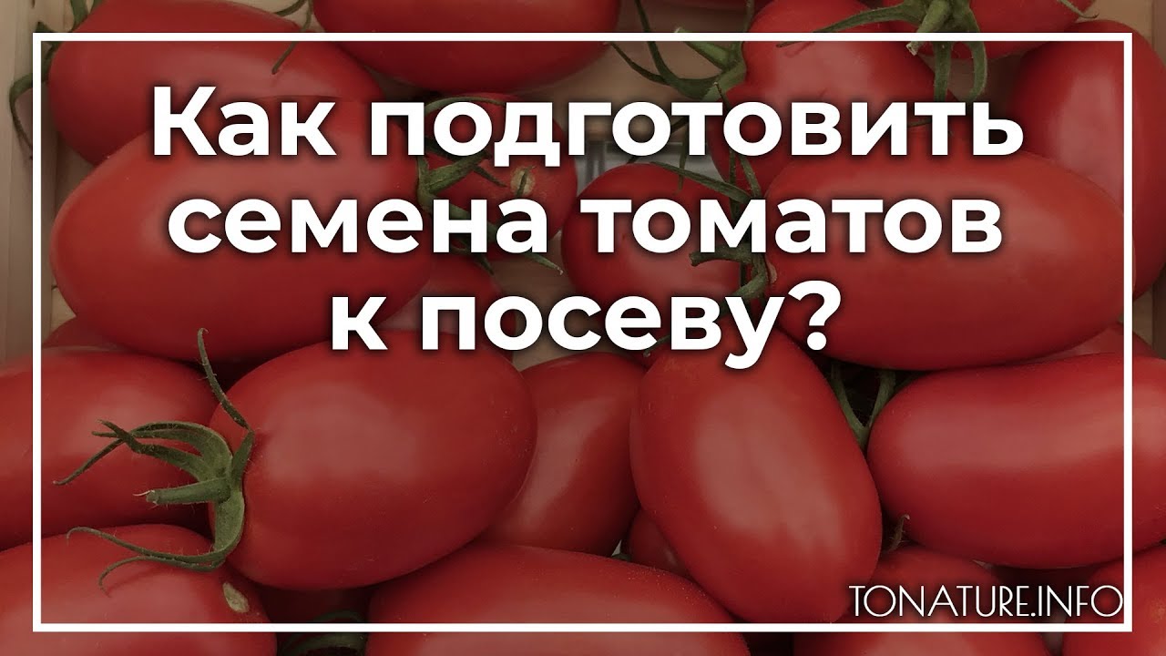 Когда замачиваем семена томатов в марте