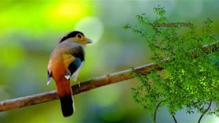 Cantos de los pajaros mas hermosos del mundo.