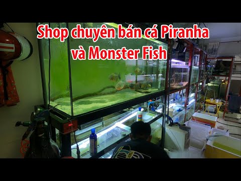 Video: Cá Piranha Sống ở đâu?