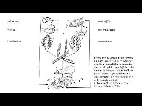 Video: Jak Se Krytosemenné Rostliny Množí