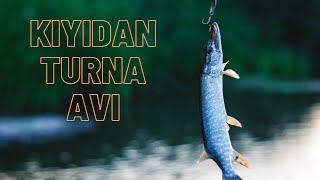 TURNA AVI 2023 / BULANIK SUDA KIYIDAN TURNA AVI