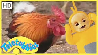 Teletubbies Everywhere English Episodes Feeding Chickens Portugal Full Episode S01E03 Hd