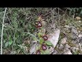 Conoces el hábitat de la Ophrys speculum?