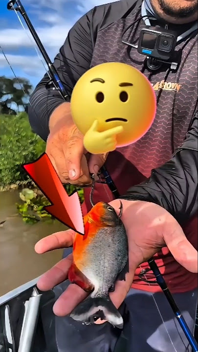 Lihat guys mancing ikan pakai umpan ikan piranha ‼️ #shorts #fishing #mancing