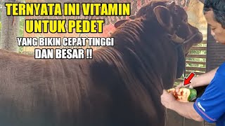 🔵 D.K : Ini dia cara mempercepat pertumbuhan pedet yang benar agar mudah gemuk berpostur jumbo !!