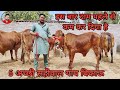 5 अच्छे दूध वाली साहीवाल गाय बिकाऊ दाम पहले से कम। 5 top class sahiwal cows for sale.