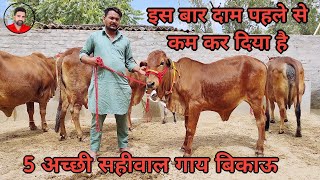 5 अच्छे दूध वाली साहीवाल गाय बिकाऊ दाम पहले से कम। 5 top class sahiwal cows for sale.