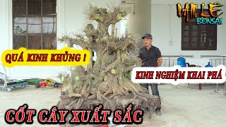 Nam Lê khai phá định hình mạch lạc mạnh tay 1 cốt sanh rất già ở tầm cao đã mắt | NamLe Bonsai