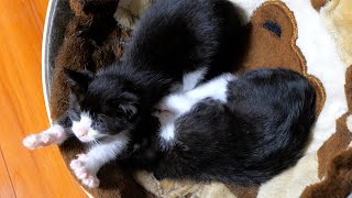 A kitten who keeps sucking the breast of the paws forever🐈 by Pastel Cat World II【セカンドチャンネル】 17,747 views 3 weeks ago 1 minute, 55 seconds