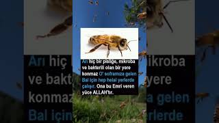 Arıları Bize Hizmetkar Eden Yüce Allahtır.