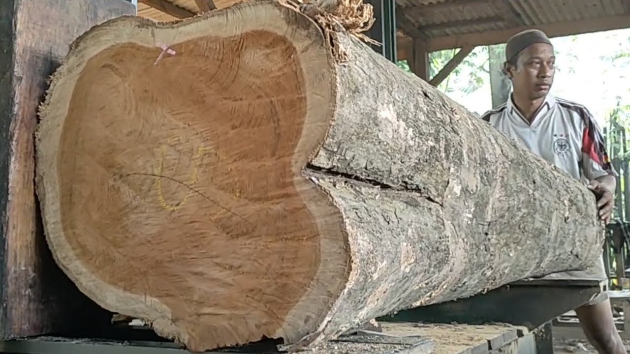 The process of sawing large, beautiful, and most expensive teak wood ...