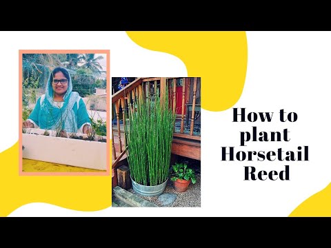 Como planta cavalinha reed (Equisetum) / bambu água?