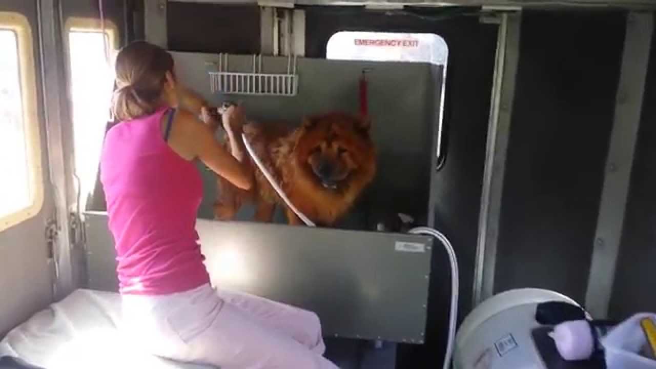 for the love of dogs mobile grooming