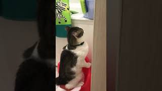Мой маленький котик ходит в туалет на детский горшок Мой маленький котик ходит в туалет на детский горшок