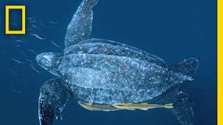 Turtle Escort | National Geographic