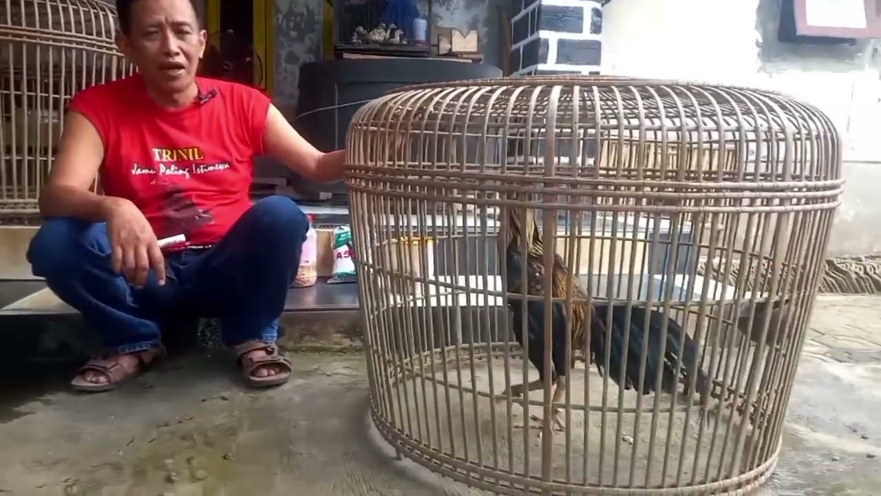 Cara Mengatasi ayam yang Sakit Lemas dan Pucat