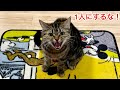 1日振りに帰宅したら猫が1人寂しく玄関で待ち続けていました