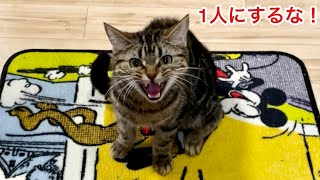 1日振りに帰宅したら猫が1人寂しく玄関で待ち続けていました