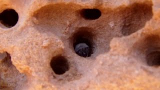 Anthophora pueblo – the sandstone drilling bee