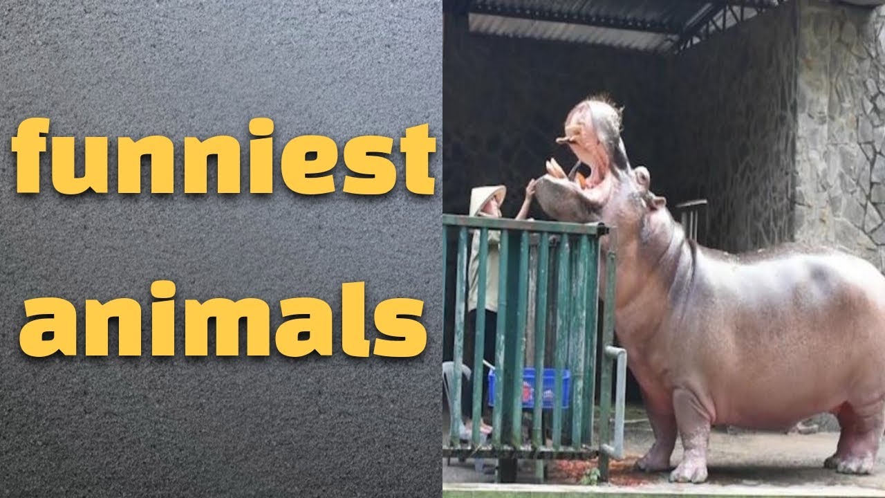 World's funniest animals 2020 try not to laugh YouTube