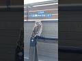 土偶ひゅうまくんの由来ライブ ハイライト #owl #フクロウ
