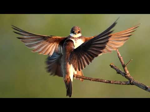 Video: Lastovičky: vtáky sú zvestovateľmi jari