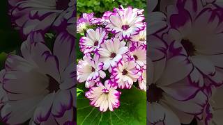 Stunning Flowers Collection #Nature #Beautiful #Flowers #Short #Viral #Video